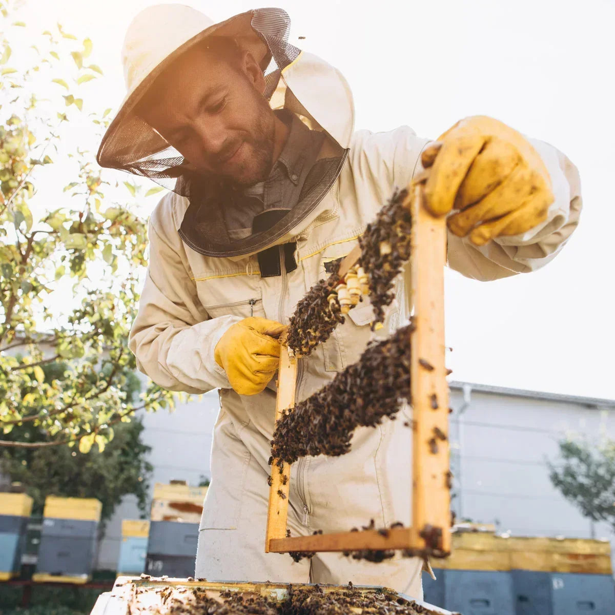 FEMNOX Royal Jelly + Inositol + Folic Acid + B12 complex • 90 capsules - Mannavita