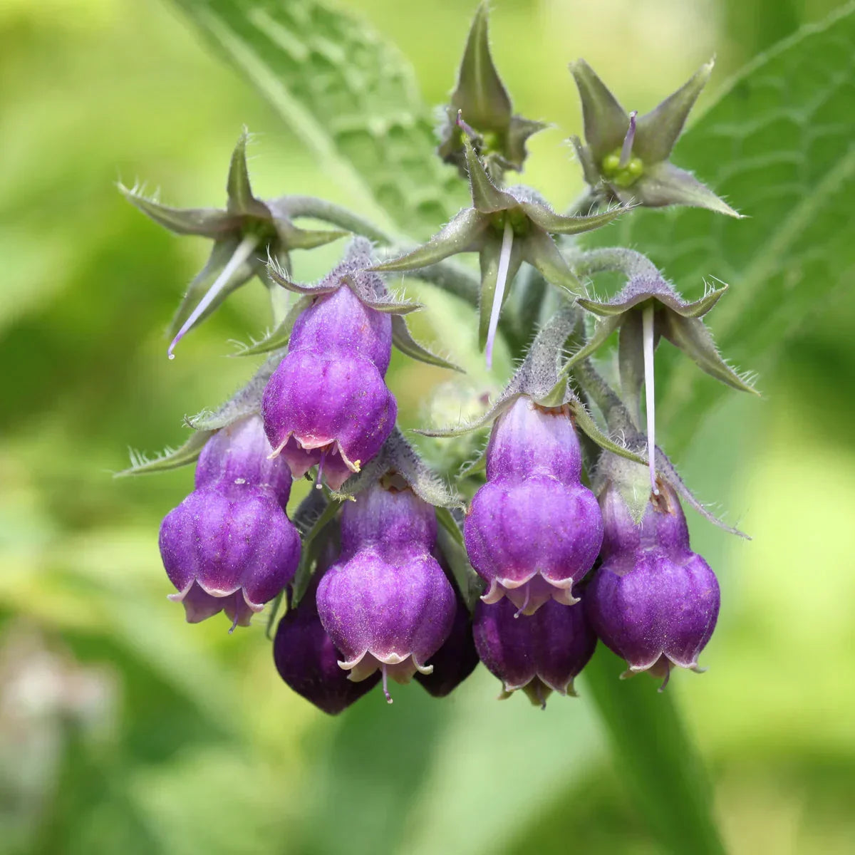 MANNAFLEX Joint & Muscle Pain relief Healing spray • 100 ml - Mannavita