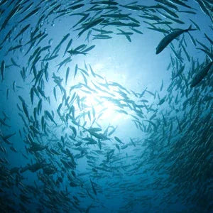 Krillöl, Fischöl, Omega-3