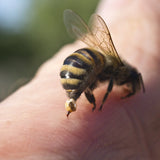 APIRAX Bee Venom Cream • 100 ml - Mannavita