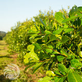 CBSé Yerba-Mate-Tee • Zitrone - Limón • 500 g