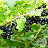 Manuka-Honig Lutschpastillen mit Schwarzer Johannisbeere • 15 Stück