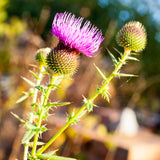 Mannavita Ungarisches kaltgepresstes Mariendistelsamenöl • 250 ml