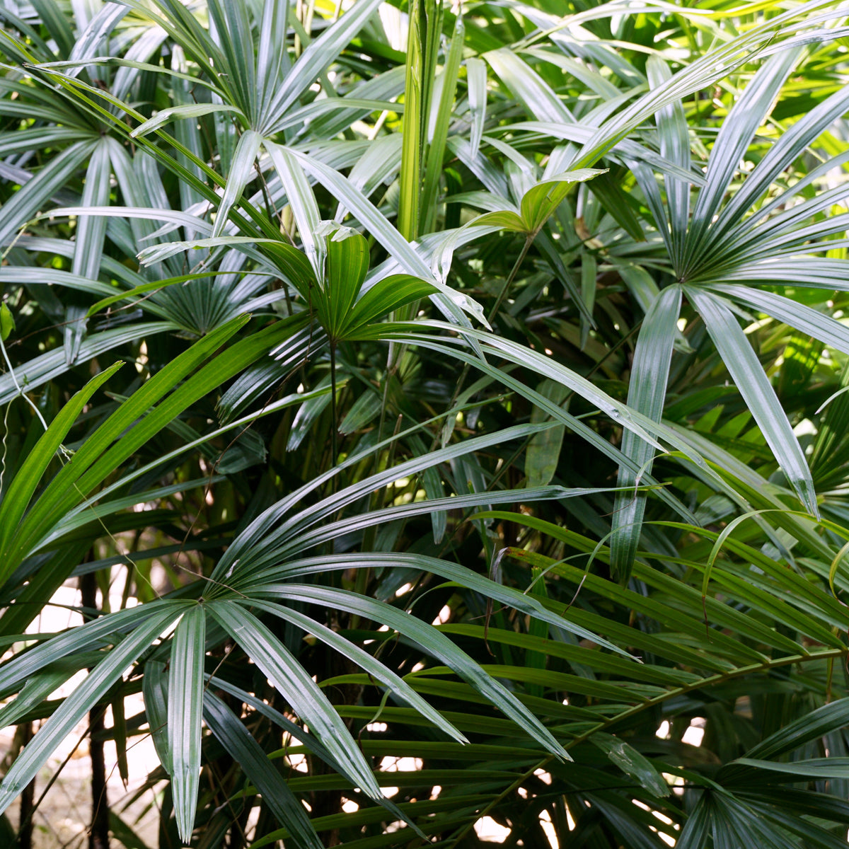 PROSTAX Prostata-Komplex • 60 Kapseln