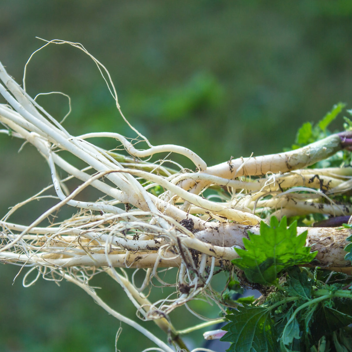 PROSTAX Prostata-Komplex • 60 Kapseln