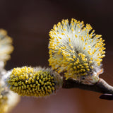 Mannavita roher Weiden Blütenpollen • 150g